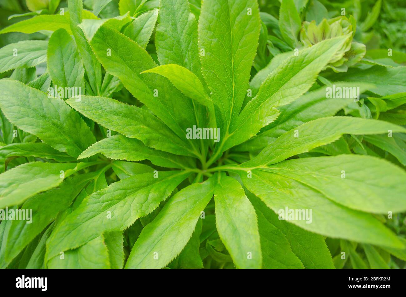 Der Hintergrund der grünen Blätter hellebore Pflanzen. Stockfoto