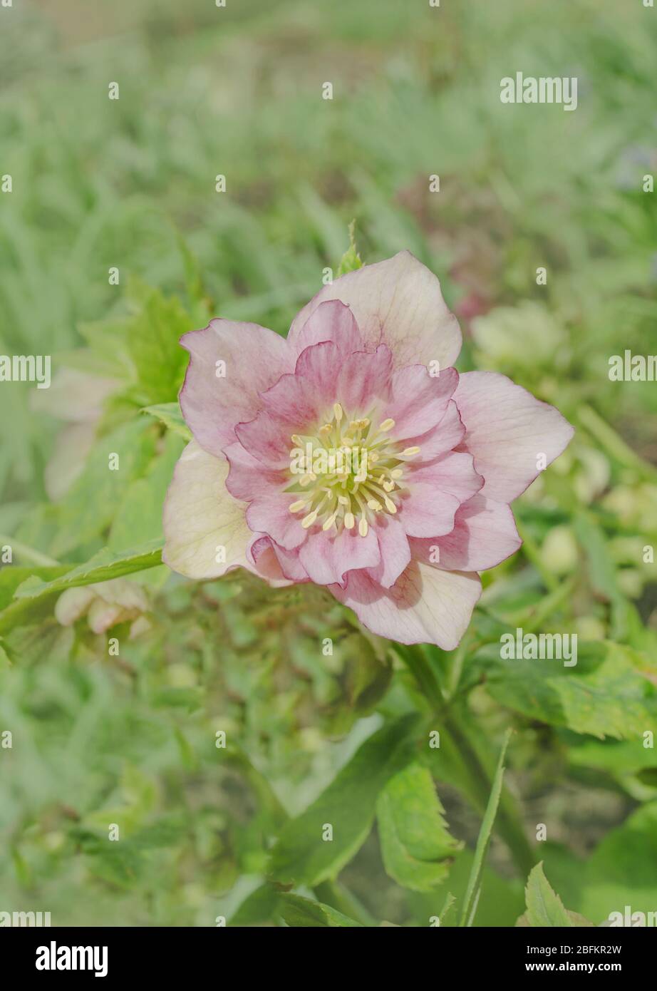 Rosa Hellebore oder lenten Rose. Rosa Frühling blühende Hellebore Pflanze Stockfoto