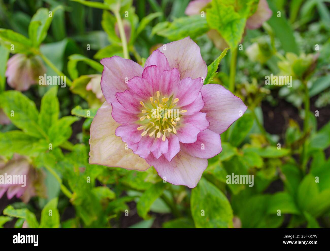 Rosa Frühling blühende Hellebore Pflanze oder fastenrose Stockfoto