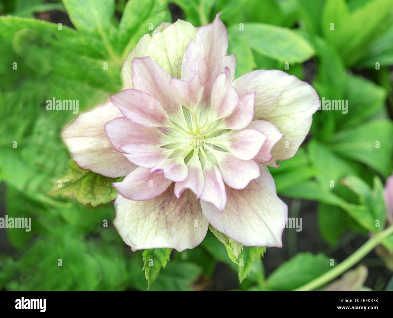 Rosa Hellebore oder lenten Rose. Helleborus doppelte ellen blüht Stockfoto
