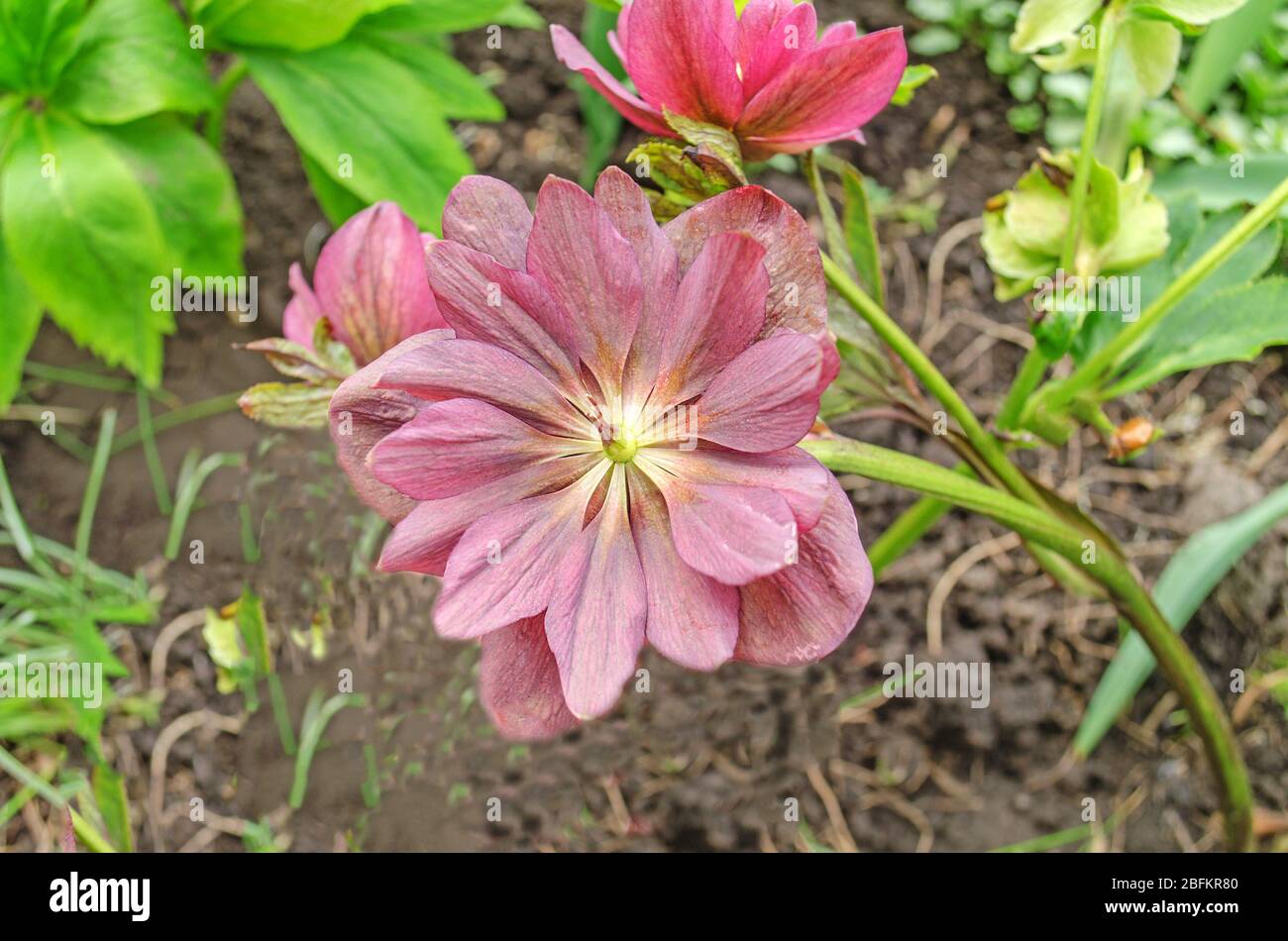 Violette Hellebore oder fastenrose. Rosa Frühling blühende Hellebore Pflanze Stockfoto