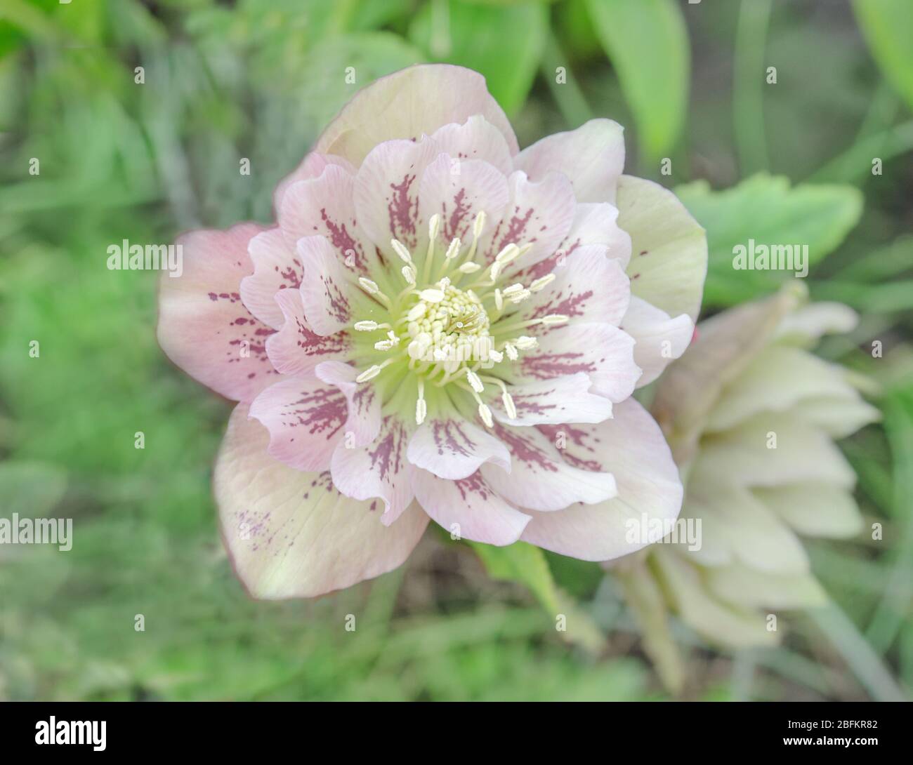Rosa Hellebore oder lenten Rose. Helleborus doppelte ellen blüht Stockfoto