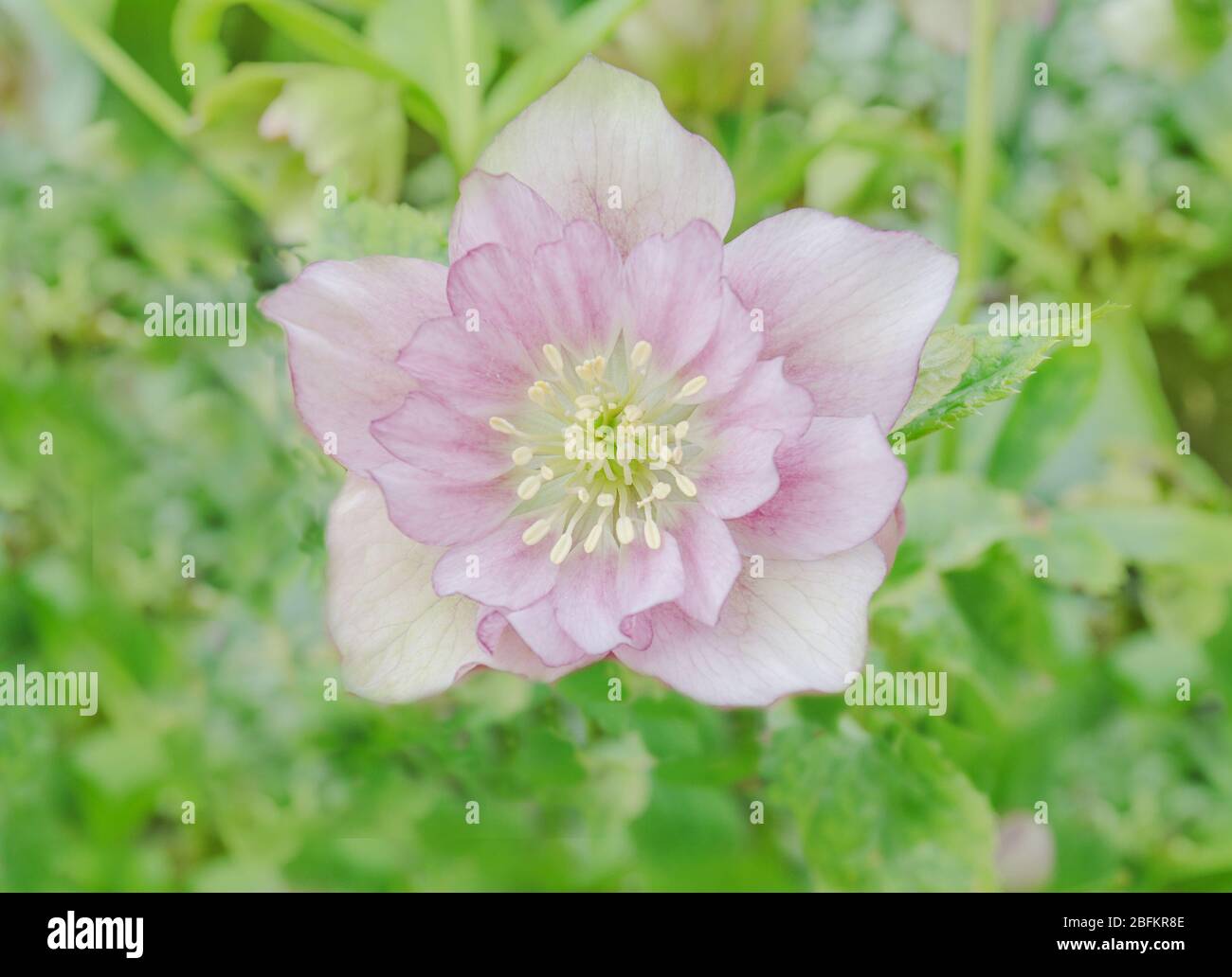 Rosa Hellebore oder lenten Rose. Rosa Frühling blühende Hellebore Pflanze Stockfoto