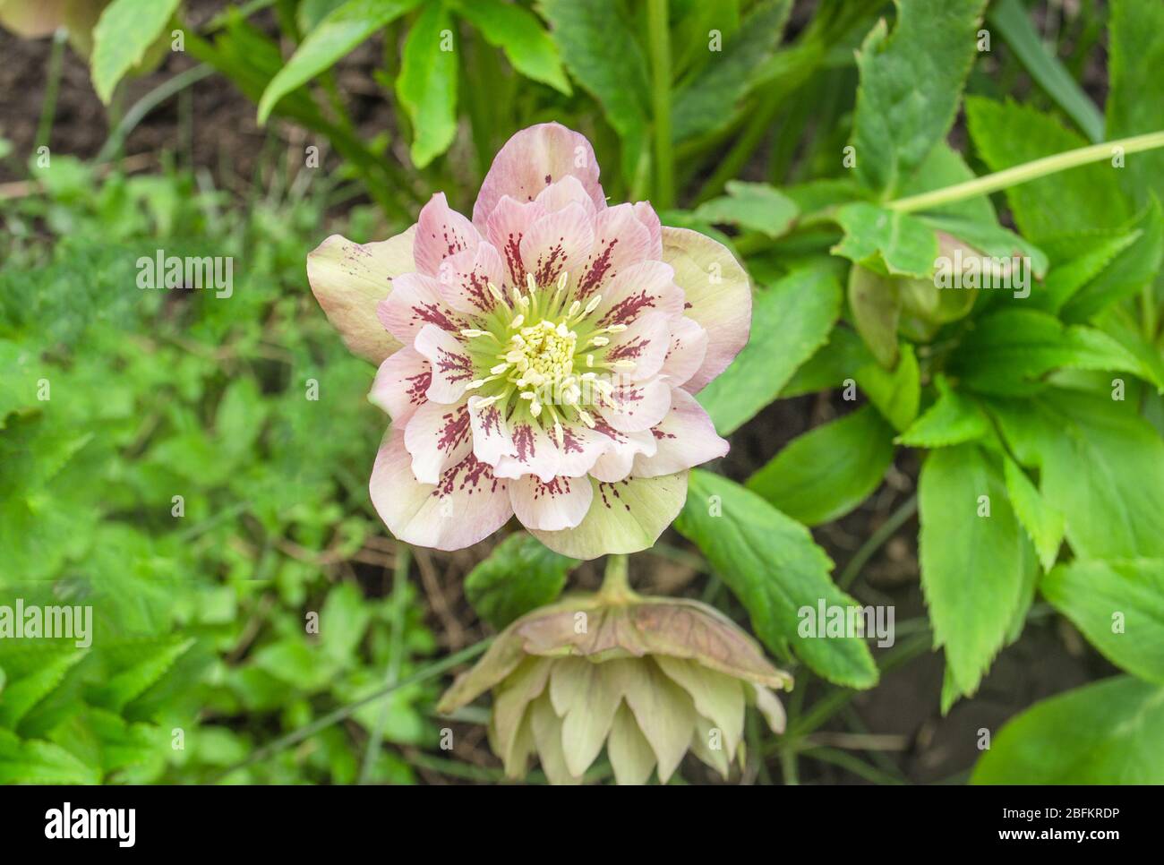 Rosa Hellebore oder lenten Rose. Helleborus doppelte ellen blüht Stockfoto