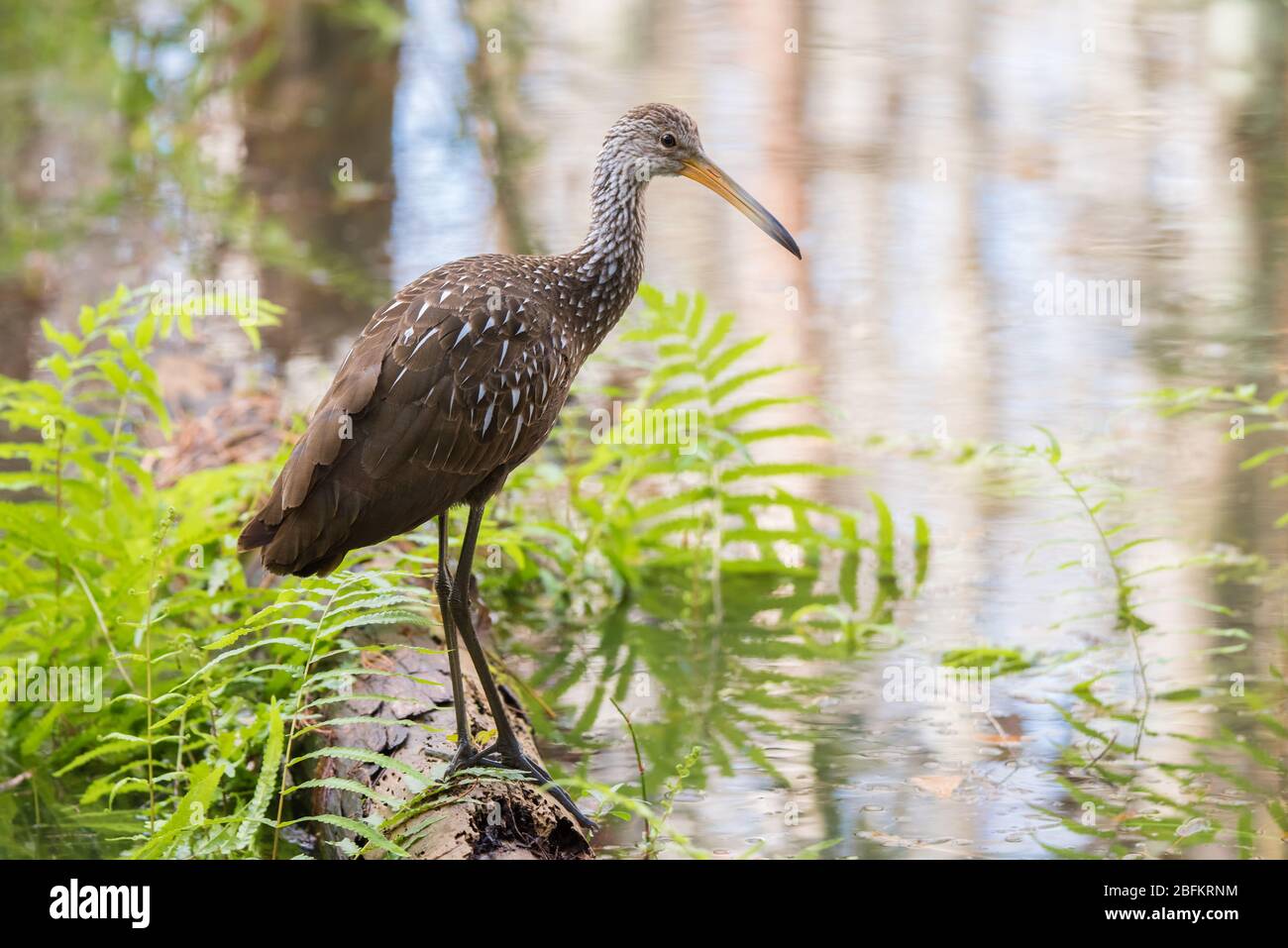 Ein Limpkin hält an einem Log, während er nach einer Mahlzeit im Shingle Creek Regional Park in Orlando, Florida sucht. Stockfoto