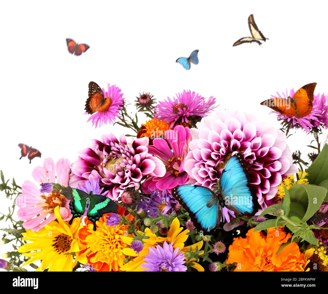 Schöne Wildblumen und fliegende Schmetterlinge auf weißem