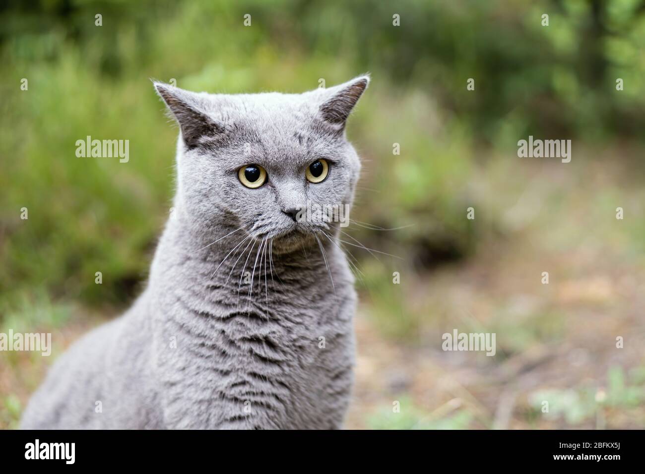 Graue weiße Katze sitzt auf einem Gras bedeckten Feld Stockfoto