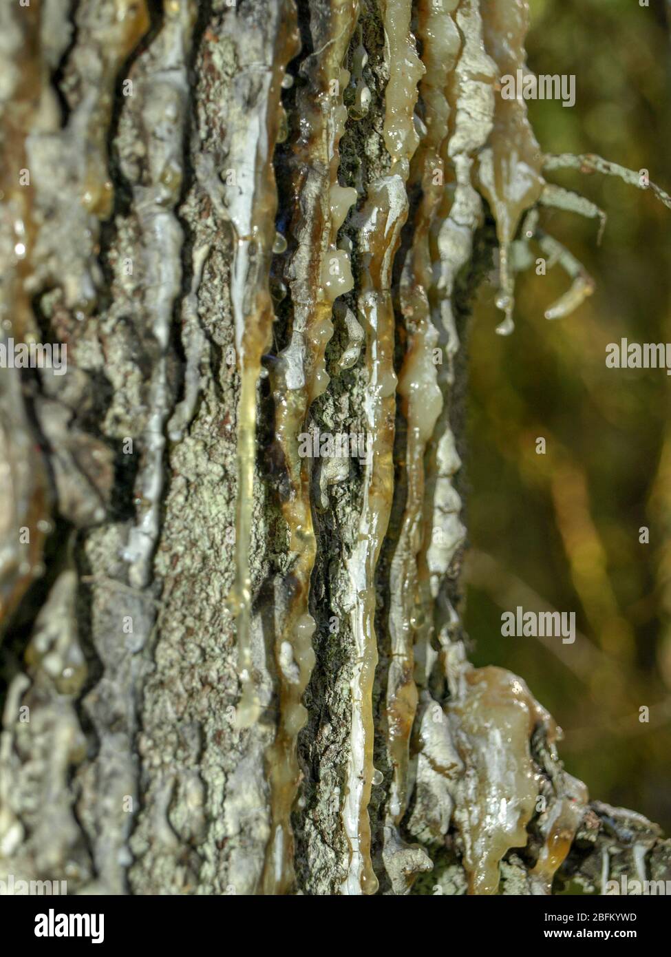 Ein Tropfen Harz auf einem getrockneten Baum von grauer Farbe, Harz fließt aus einem beschädigten Baum frische Tropfen, Holzharz fließt aus Fichte Stockfoto