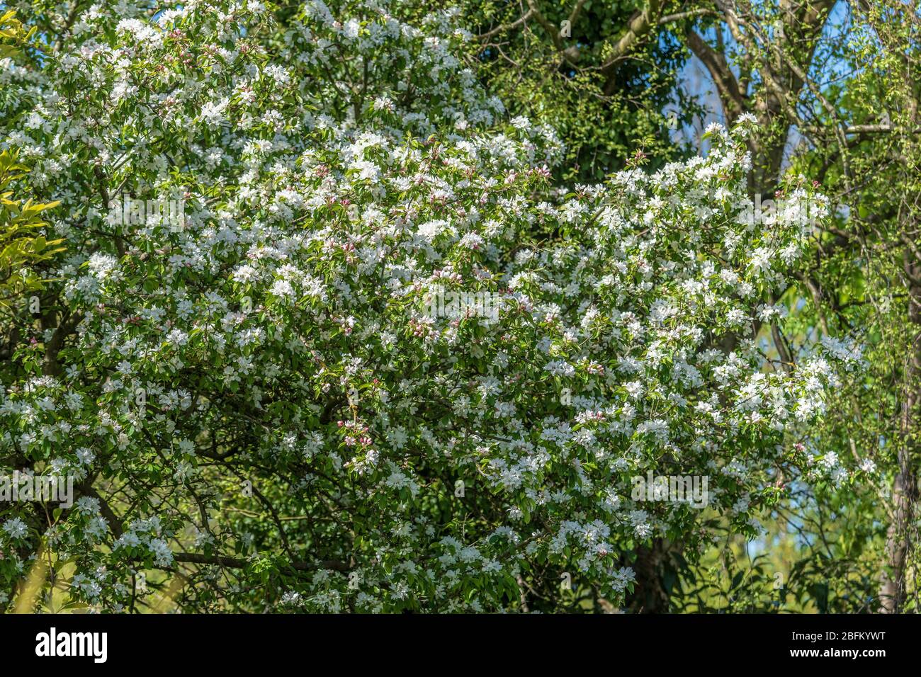 Krabben Apfelbaum Blüte. Stockfoto
