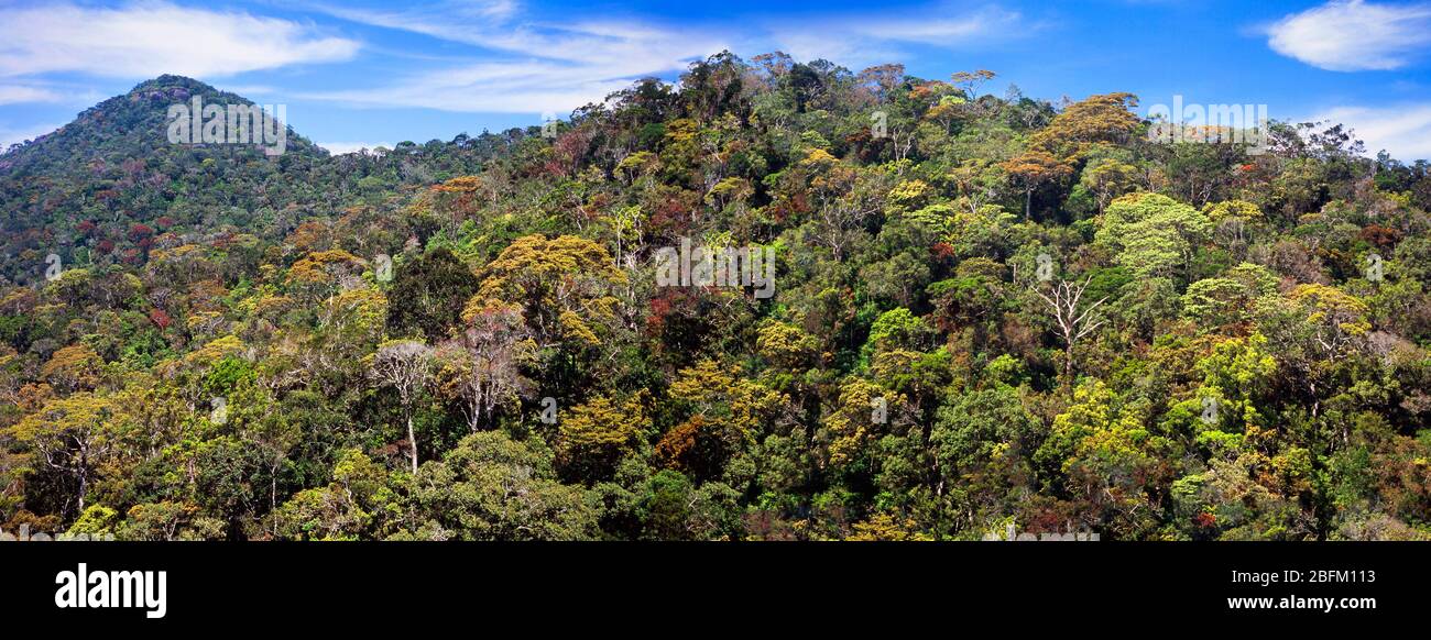 Sri Lanka, Central Province., Hochland tropischen Regenwald Baldachin Blick, bunte Blüten, gemischt biodiverse Bäume Stockfoto