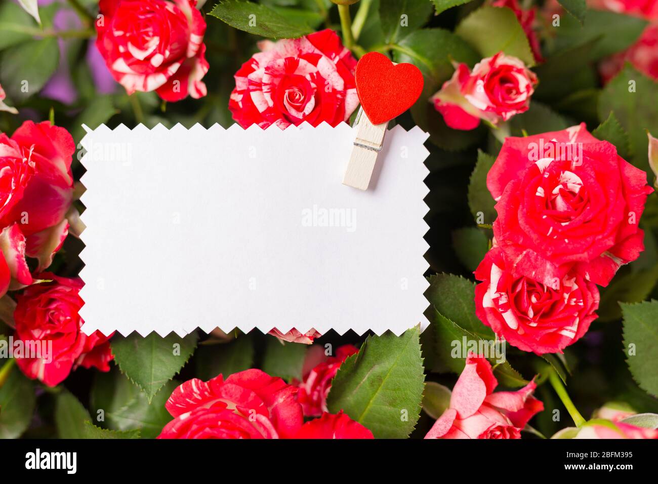 Leere weiße Grußkarte auf Spray roten Rosen Bouquet. Platz für Text. Kopierbereich. Draufsicht. Nahaufnahme. Stockfoto