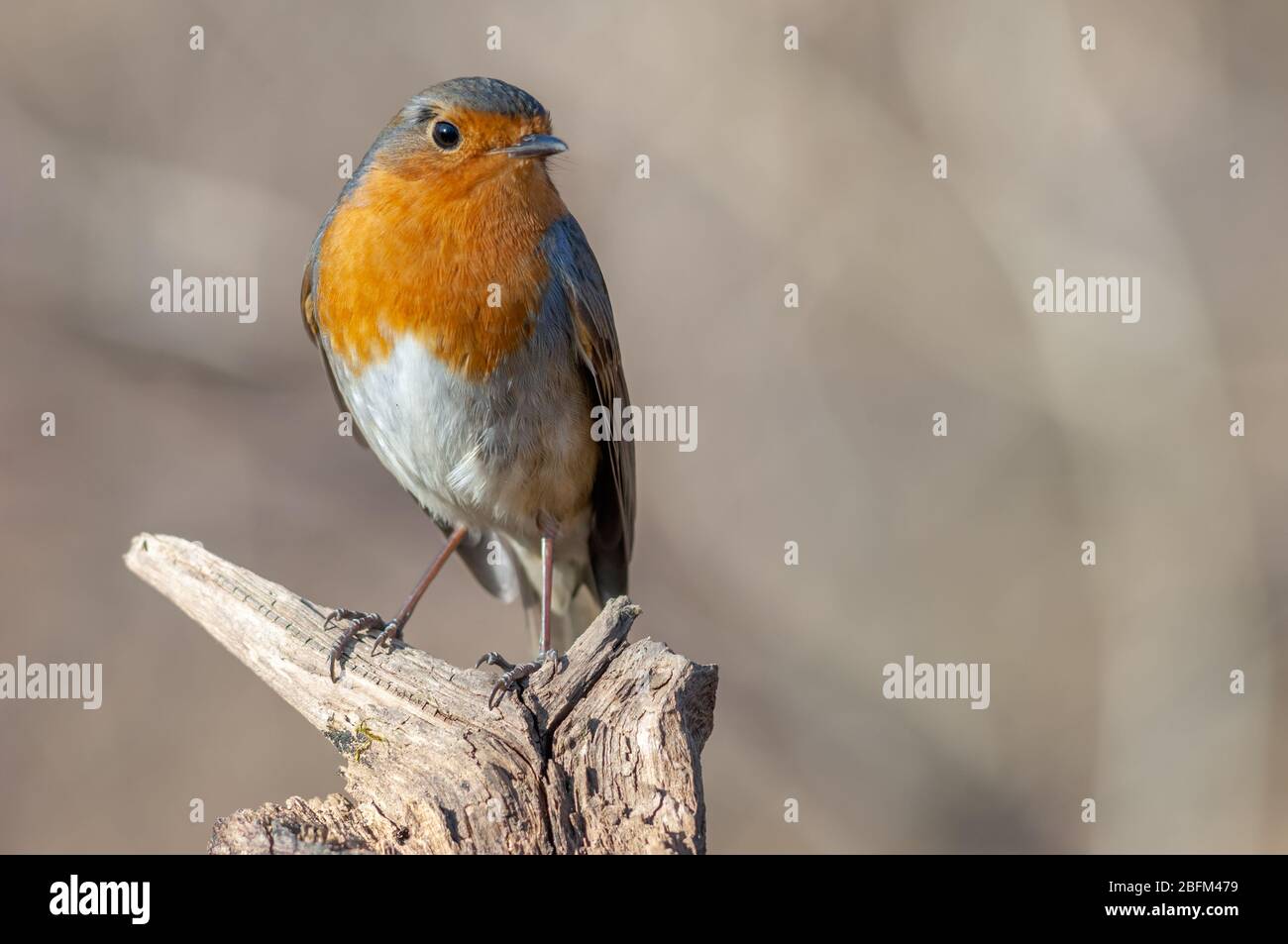 Europäischer Rotkehlchen im Winter (Europa) Stockfoto