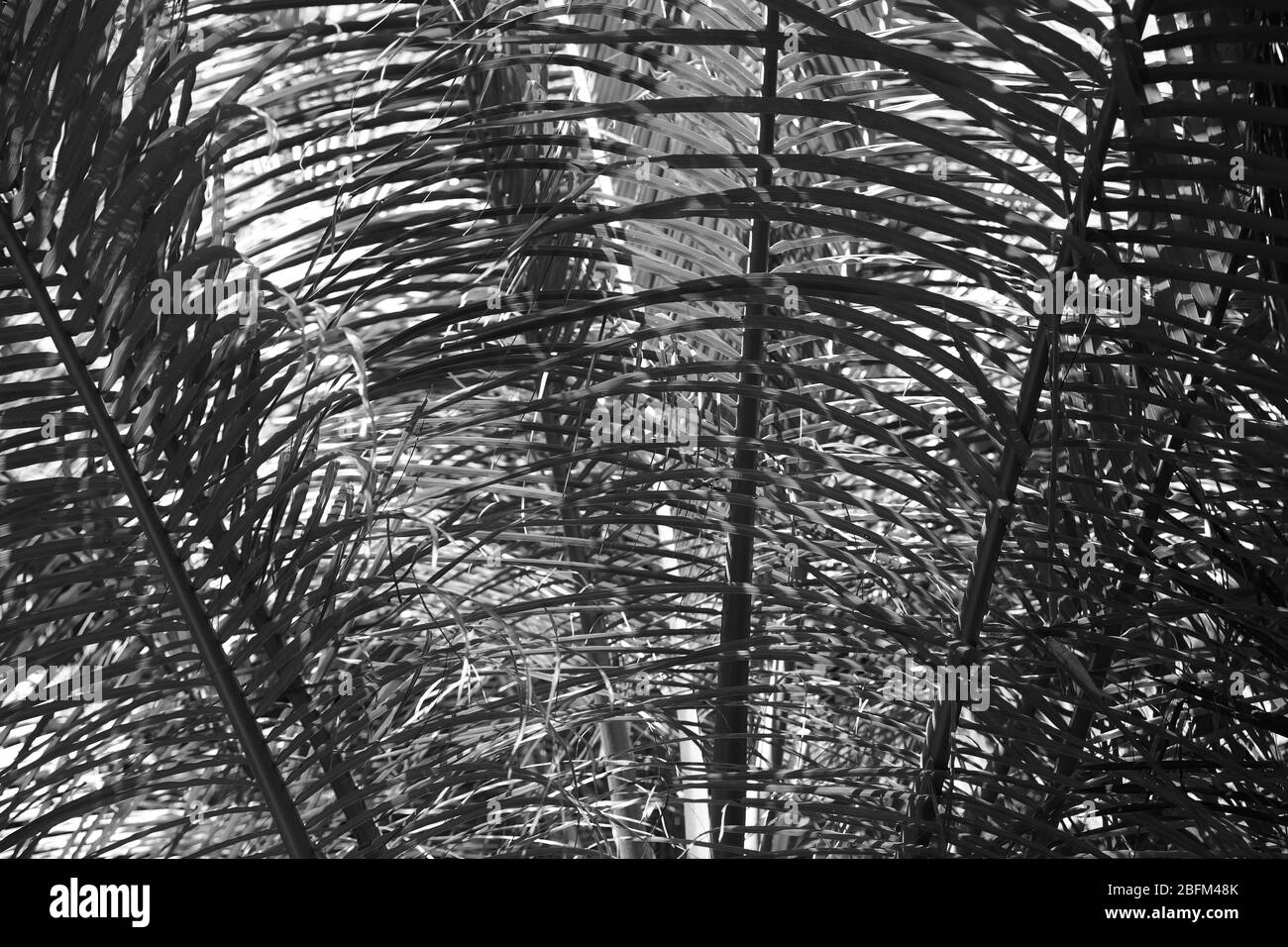 Palmblätter, Retro-Stilisierung, Nahaufnahme Stockfoto