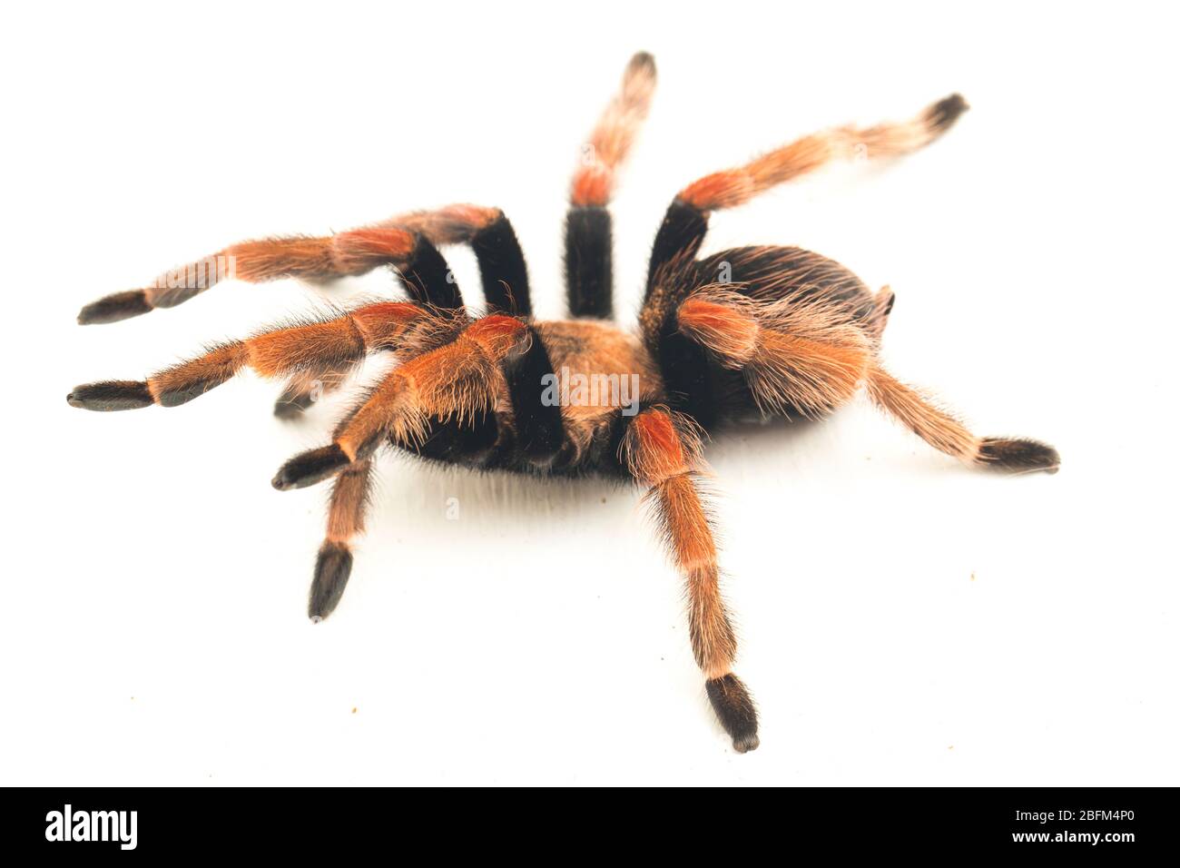 Mexikanische Fireleg Tarantula (Brachypelma boehmei) isoliert auf weißem Hintergrund Stockfoto