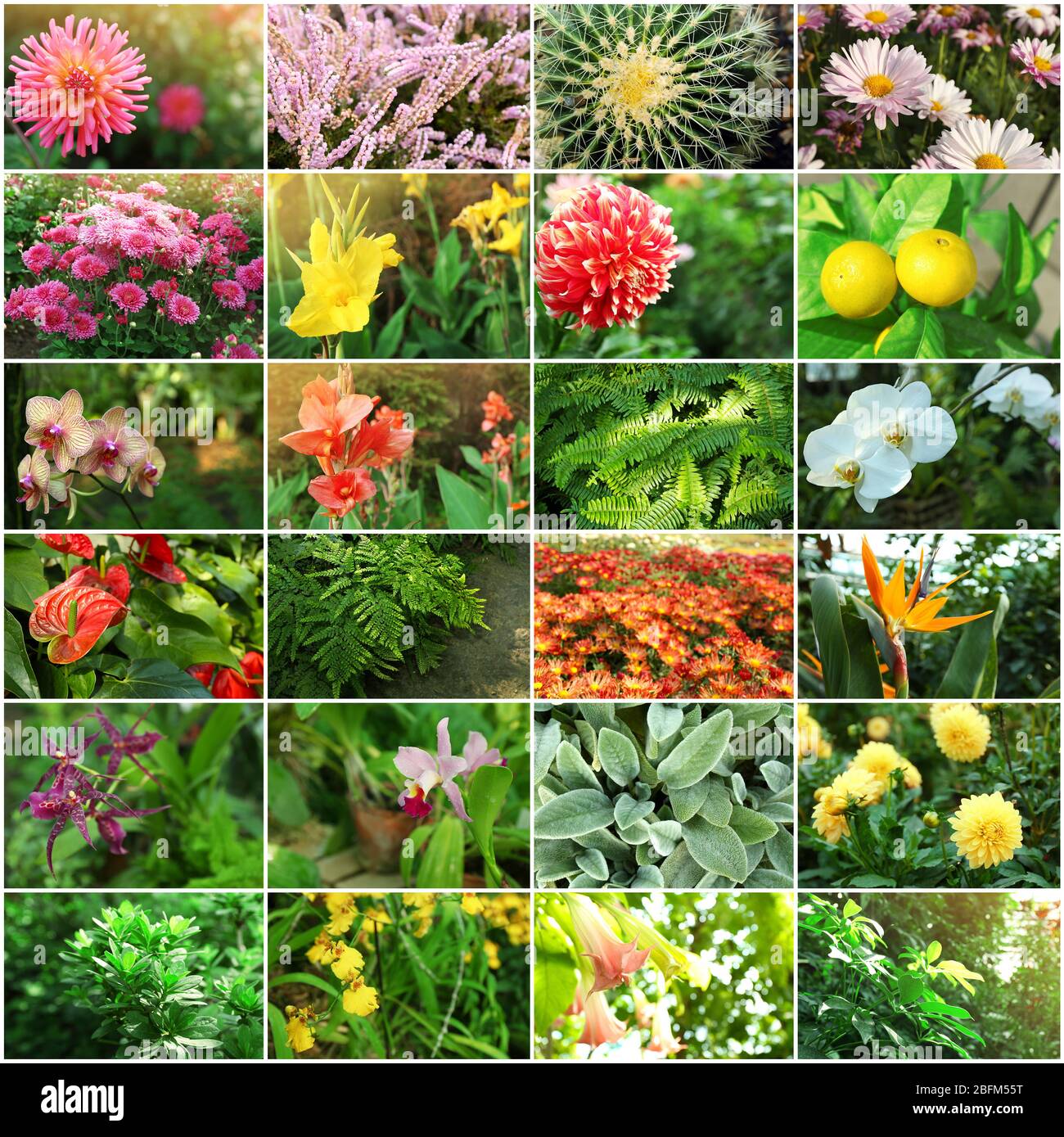 Collage mit schönen Blumen und Pflanzen im Garten. Stockfoto
