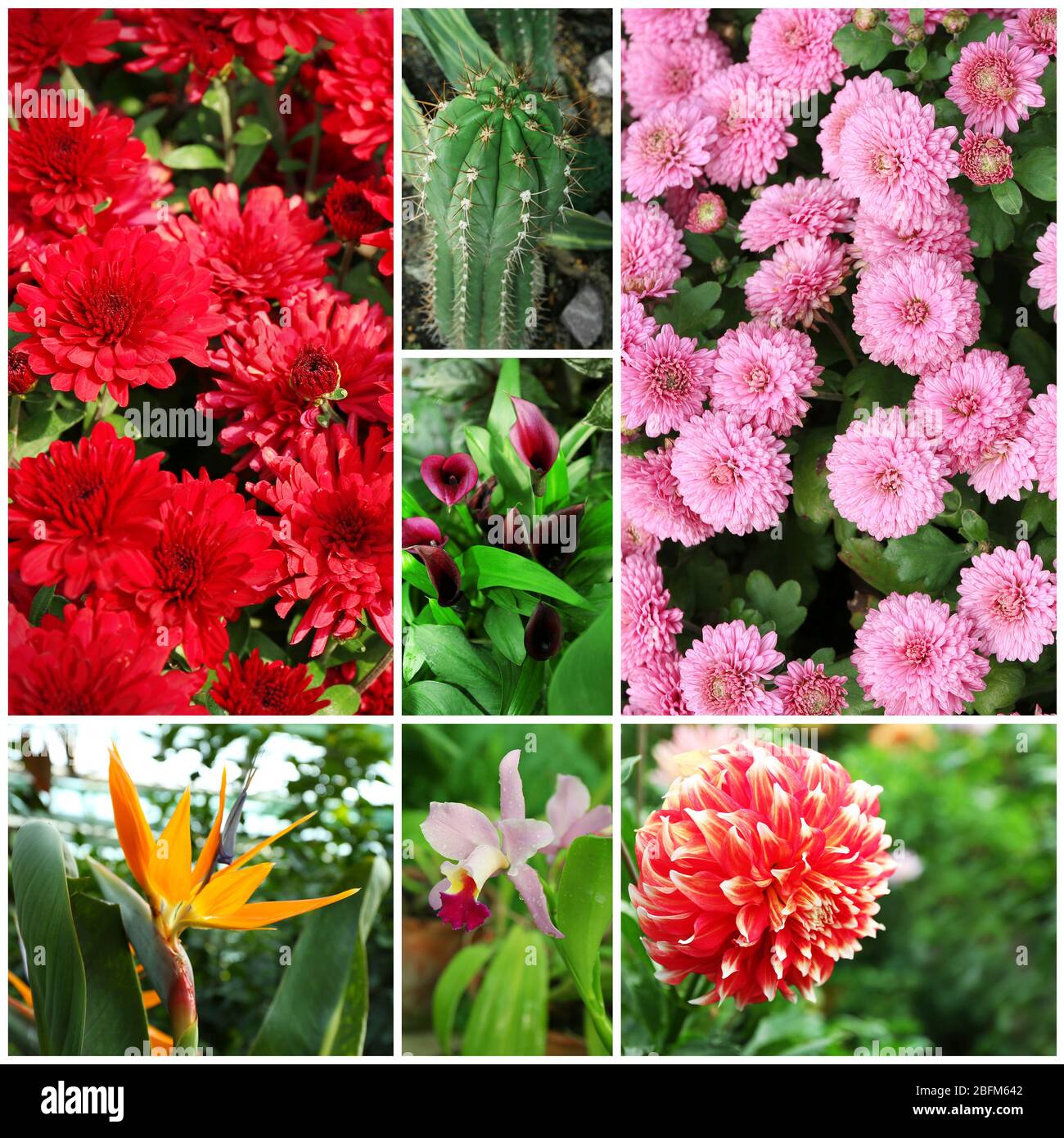 Collage mit schönen Blumen und Pflanzen im Garten. Stockfoto
