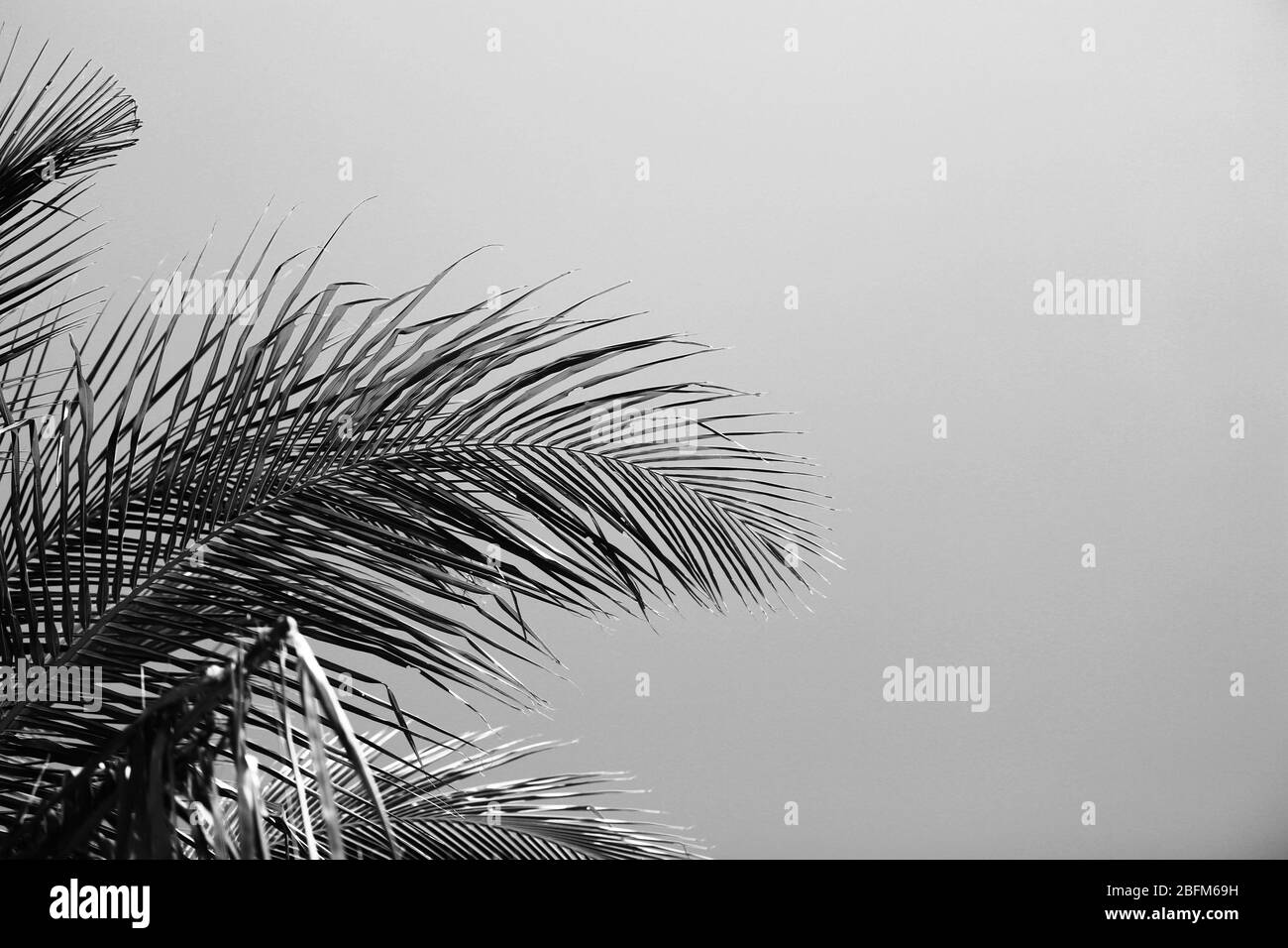 Palmblätter, Retro-Stilisierung, Nahaufnahme Stockfoto