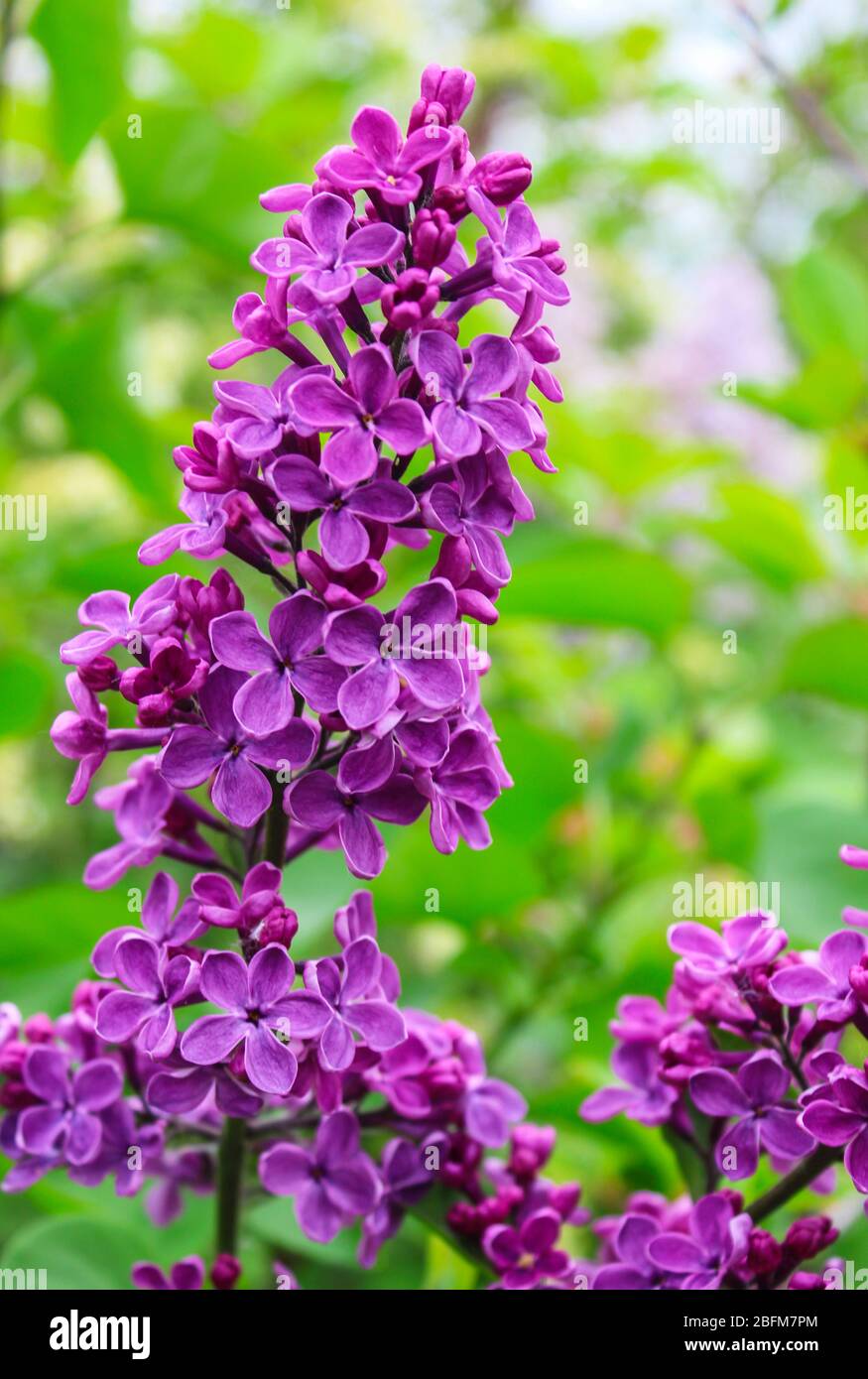 Fliederzweig blüht im Frühlingsgarten Stockfoto