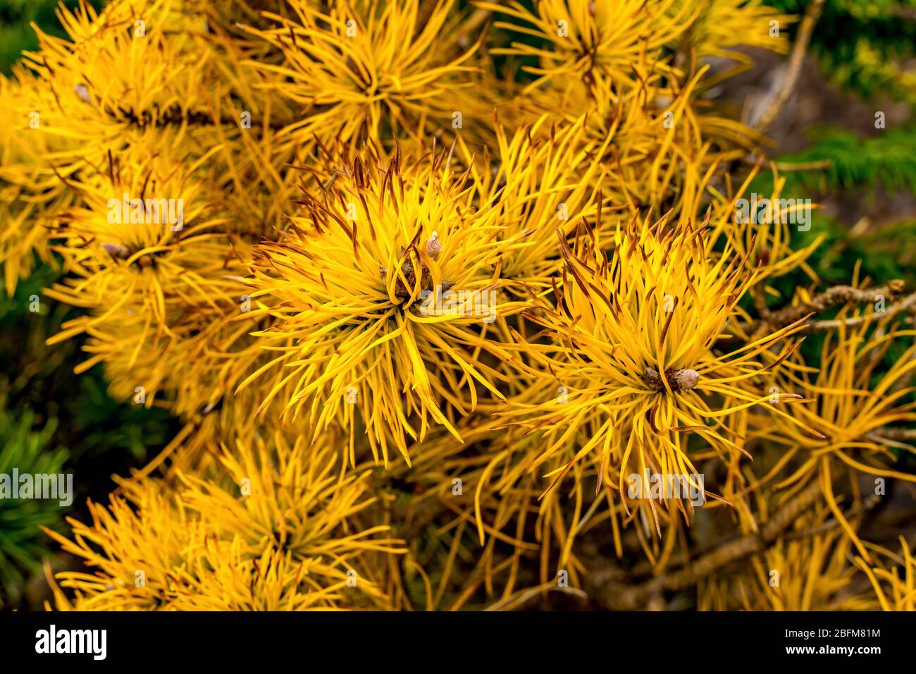 Chef Joseph Lodgepole Pine Tree, Gelbe Goldene Nadeln Stockfoto