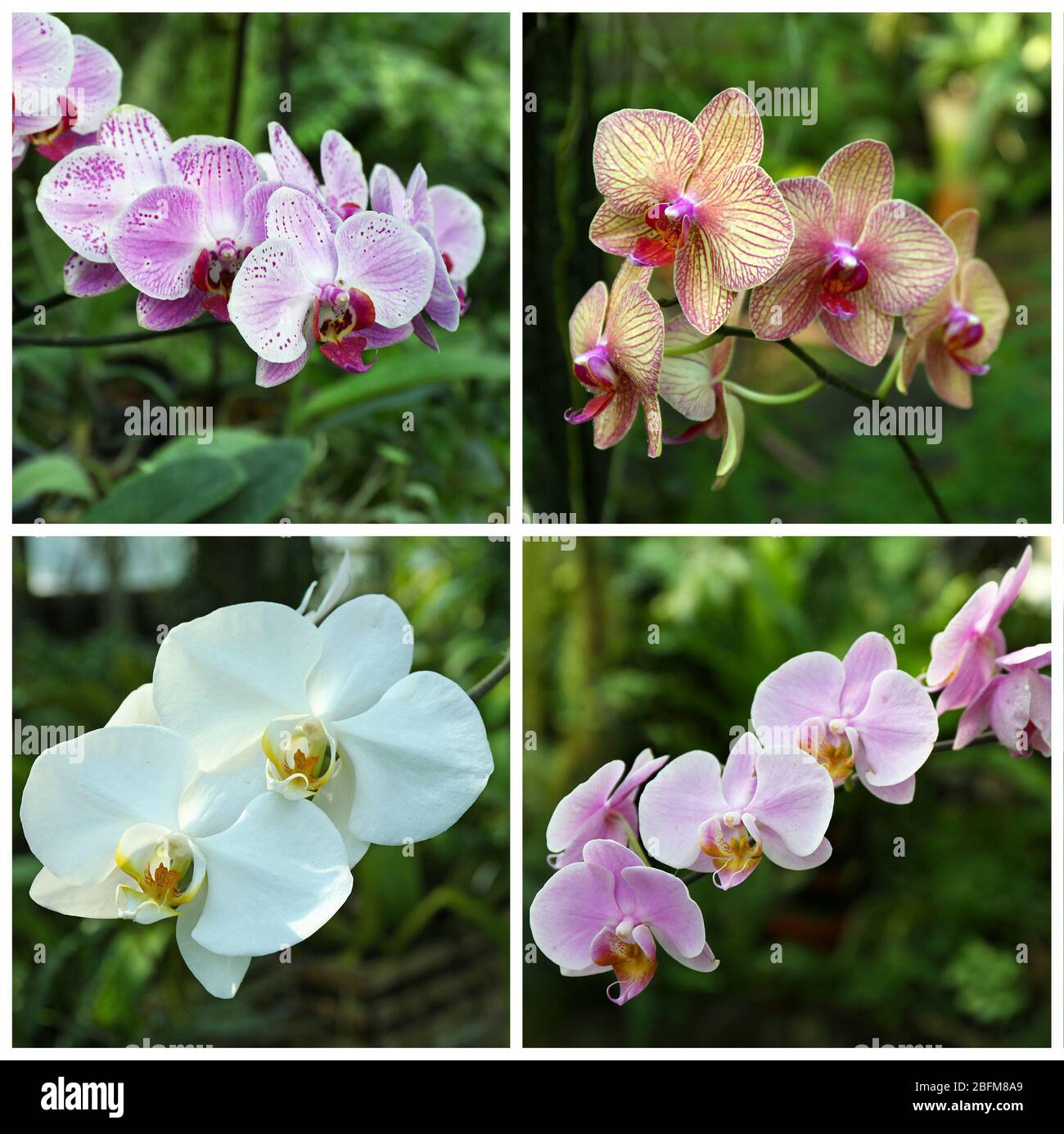 Collage mit schönen Orchideenblumen im Garten. Stockfoto