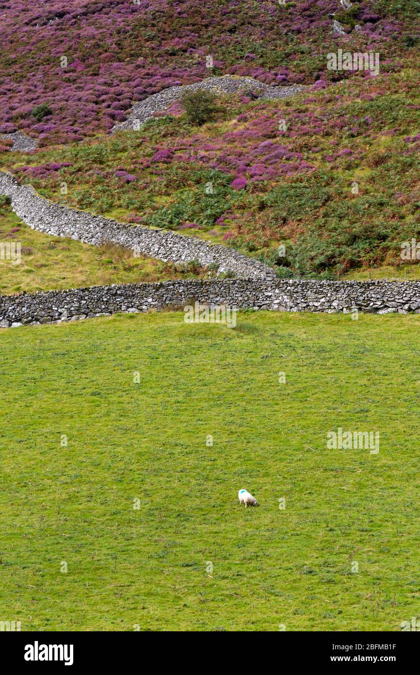 Ein einzelnes Lamm auf einem Feld, wie aus der Abgrund Wanderung (oder Llwybr Cynwch) in der Nähe Dolgellau, Wales Stockfoto