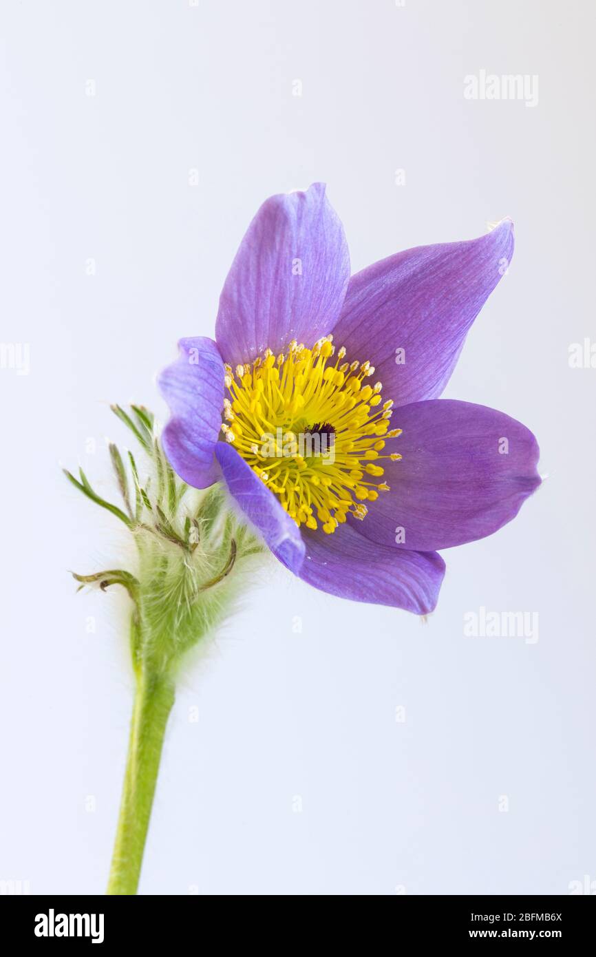 Nahaufnahme von lila Pulsatilla vulgaris - Pasque Blume vor weißem Hintergrund, UK Stockfoto