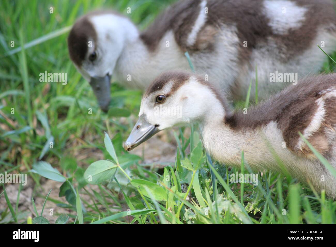 Ägyptische Gänse in einem Stadtpark in Nijmegen, Niederlande Stockfoto