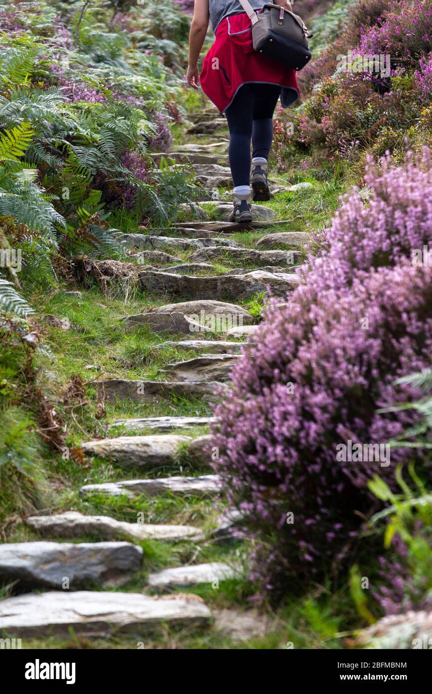 Ein Wanderer auf einem alten Steinweg in der Nähe von Llyn Dinas See, Beddgelert, Wales Stockfoto