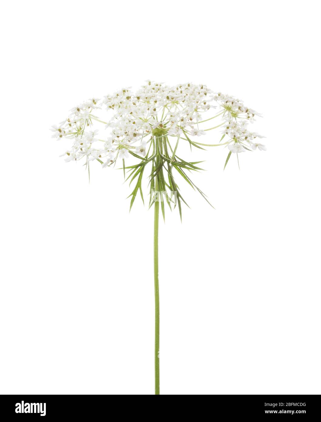 Die Dolde einer Wilden Karotte (Daucus Carota) auf weißem Hintergrund isoliert. Stockfoto