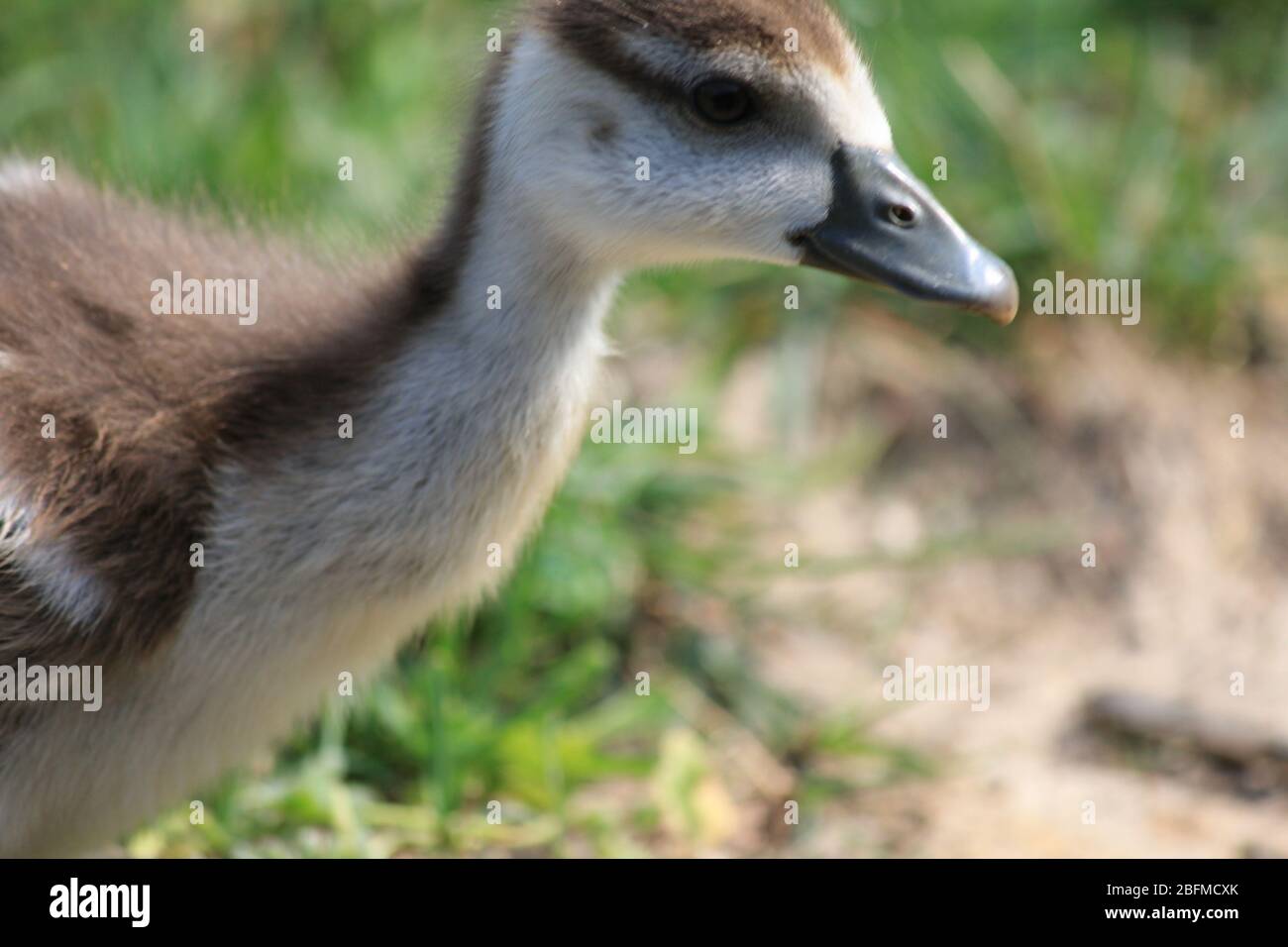 Ägyptische Gänse in einem Stadtpark in Nijmegen, Niederlande Stockfoto