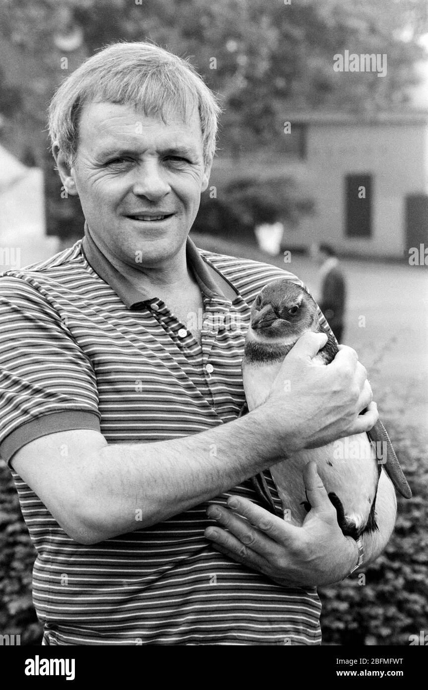 Schauspieler Anthony Hopkins trifft einen Pinguin im London Zoo, um 1989 eine neue Wildlife-Show im Fernsehen zu bewerben. Stockfoto