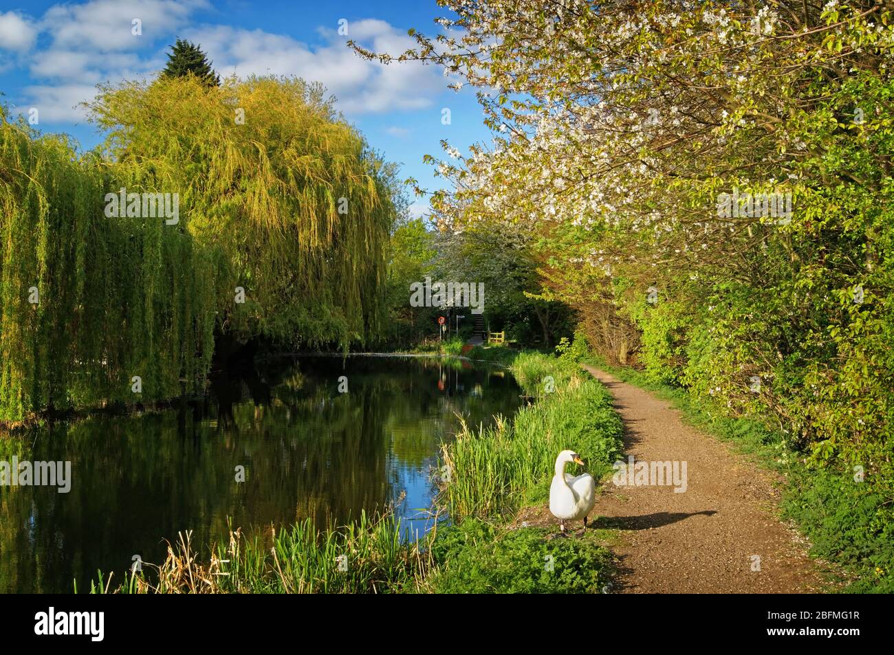 UK, South Yorkshire, Barnsley, Elsecar Canal, Schwan und Fußweg mit Blüten und Trauerweiden in voller Blüte Stockfoto