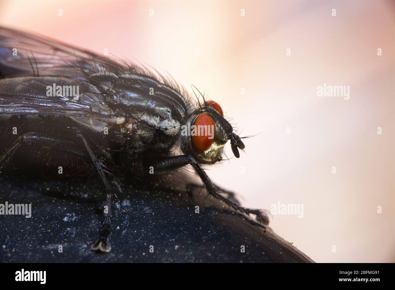 Fliegen auf Geländer im Makro sitzen Stockfoto