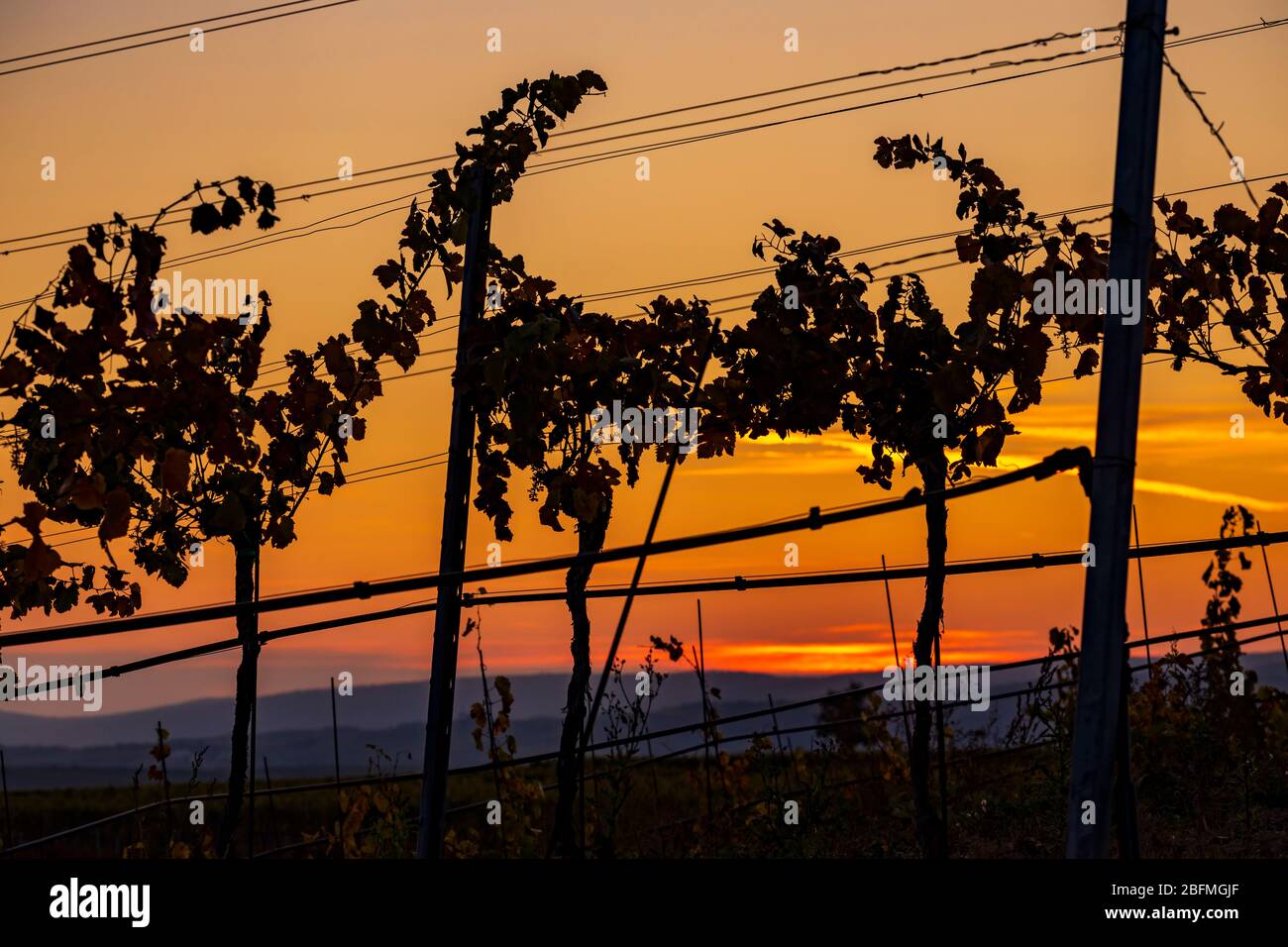 Weinberg bei Unterretzbach im Weinviertel, Oberösterreich Stockfoto