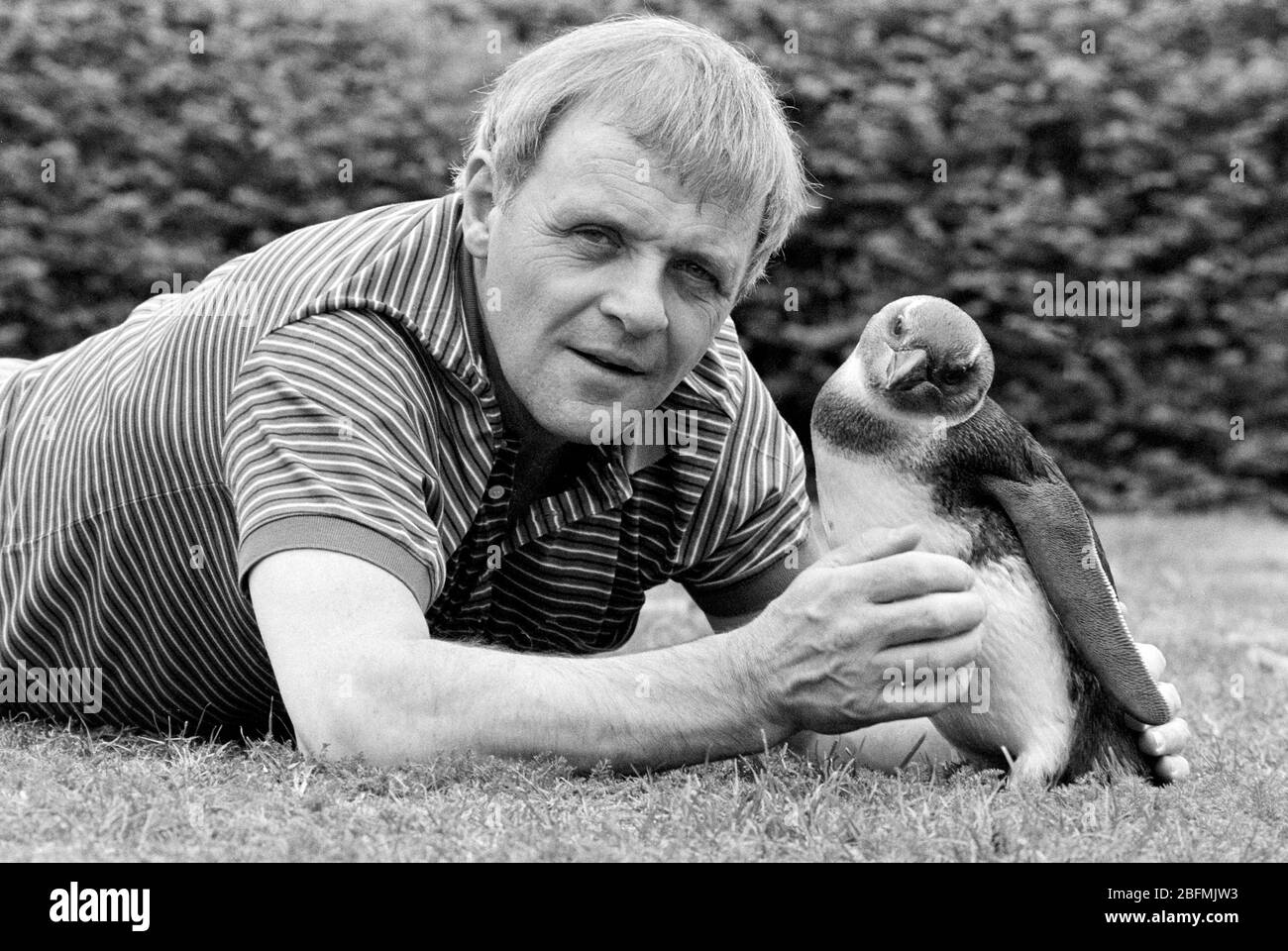 Schauspieler Anthony Hopkins trifft einen Pinguin im London Zoo, um 1989 eine neue Wildlife-Show im Fernsehen zu bewerben. Stockfoto