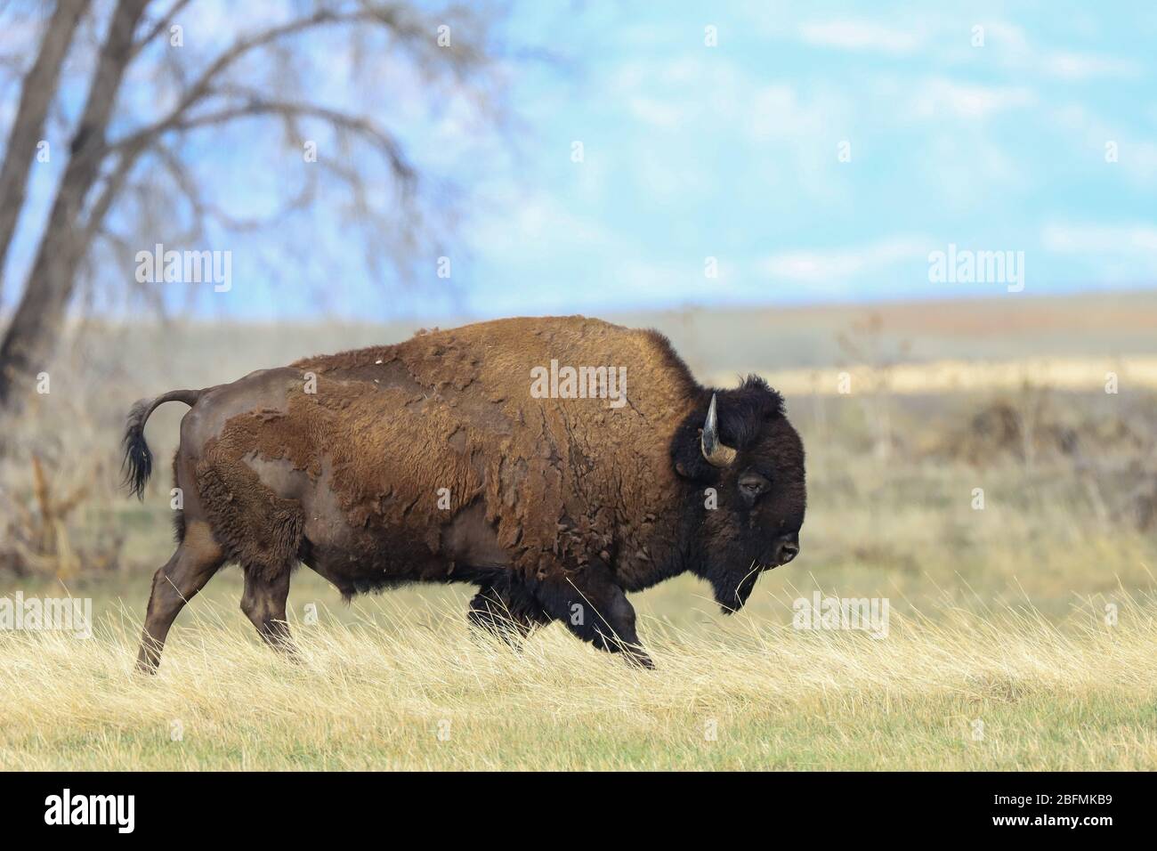 Amerikanischer Bison-Bulle-Büffel bos Bison, der durch die Great Plains of Colorado läuft Stockfoto