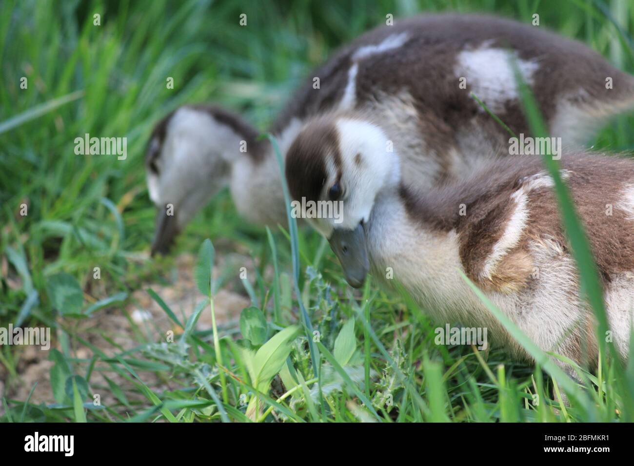 Ägyptische Gänse in einem Stadtpark in Nijmegen, Niederlande Stockfoto