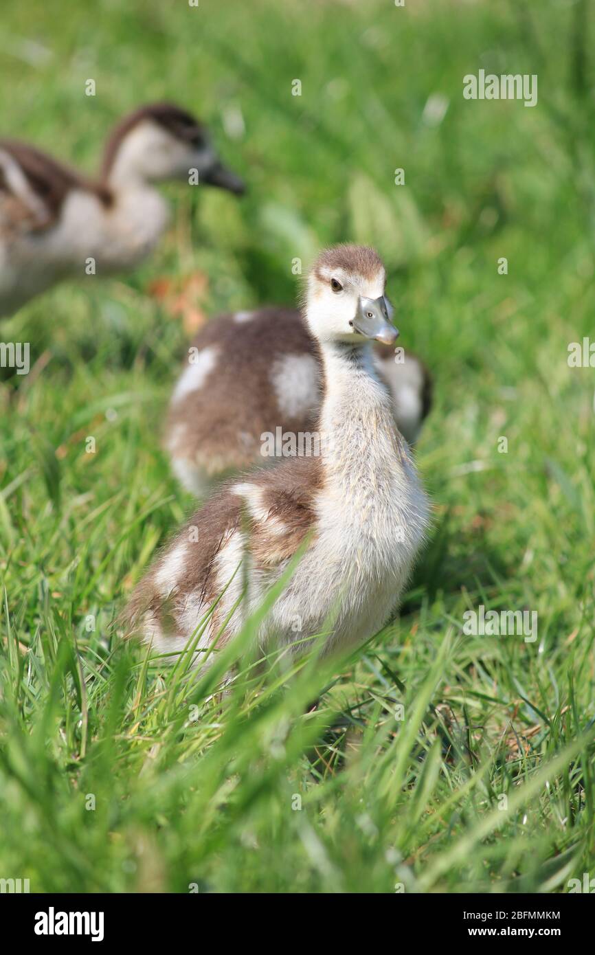 Ägyptische Gänse in einem Stadtpark in Nijmegen, Niederlande Stockfoto