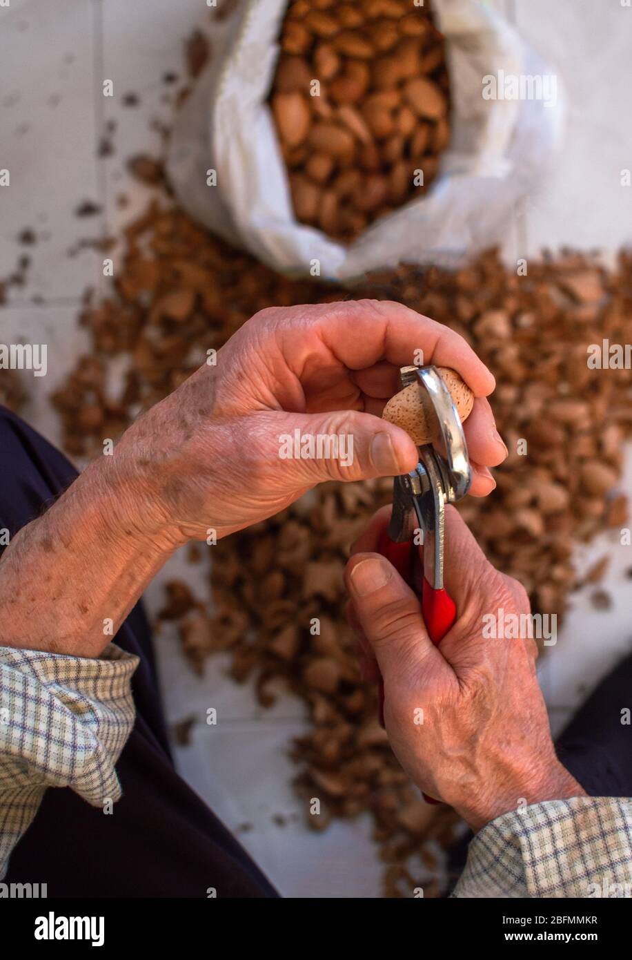 Draufsicht auf die Hände eines alten Mannes, der Mandeln schälte. Verschwimmen Hintergrund mit Muscheln und Beutel voller Mandeln. Stockfoto