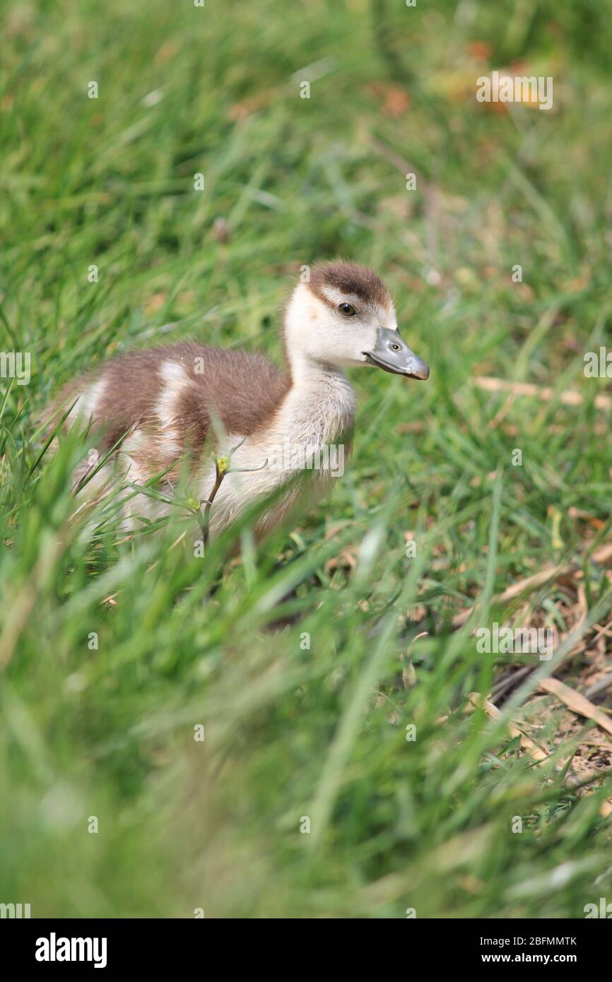 Ägyptische Gänse in einem Stadtpark in Nijmegen, Niederlande Stockfoto