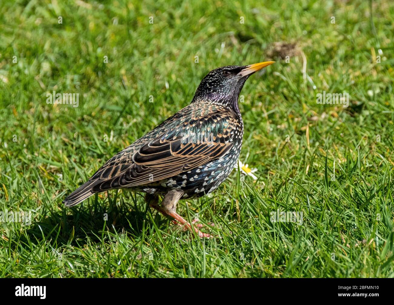 Gewöhnlicher Starling (sturnus Vulgaris) auf Gras, West Lothian, Schottland. Stockfoto