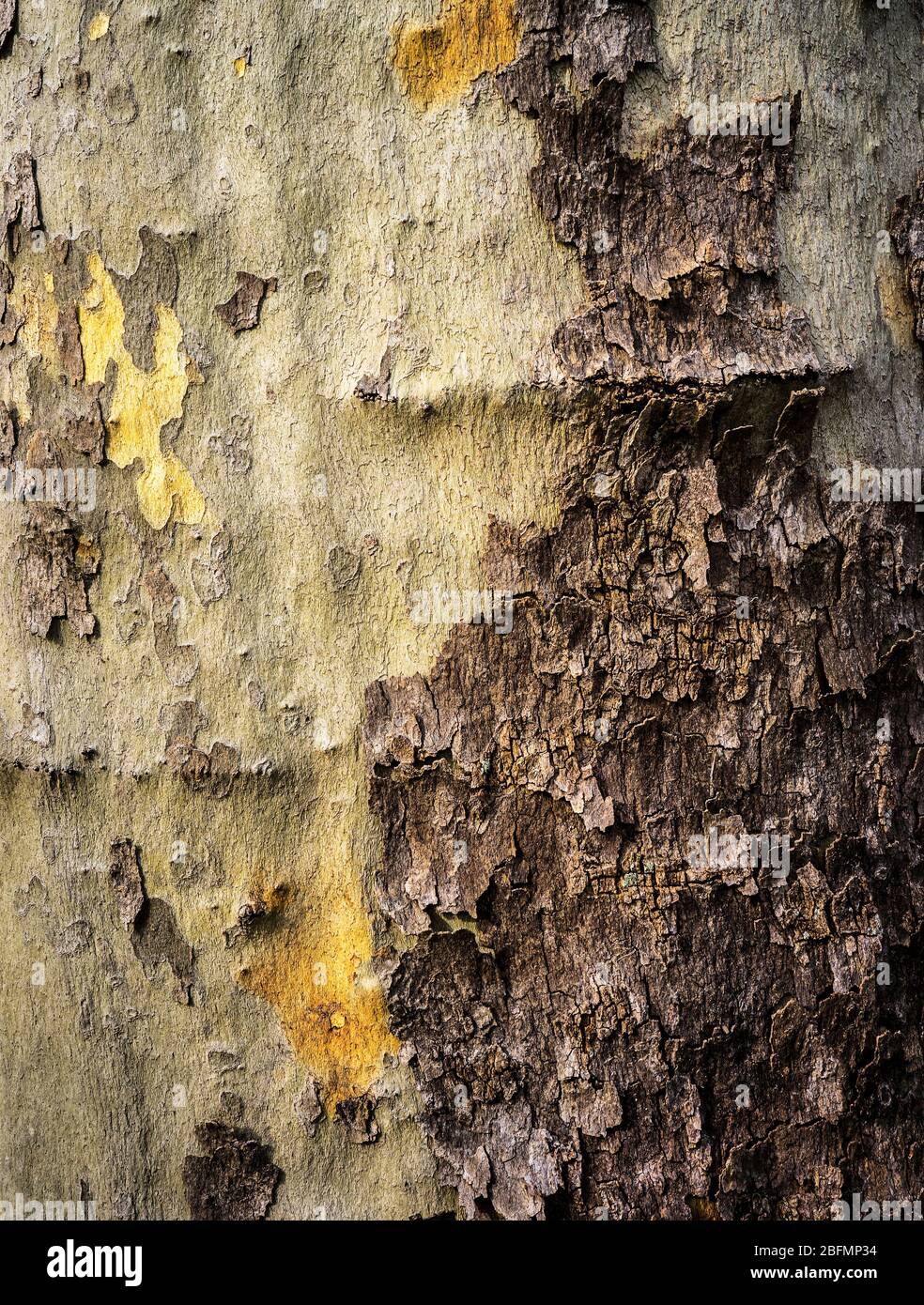 Baumkruste fällt vom Baum Stockfoto