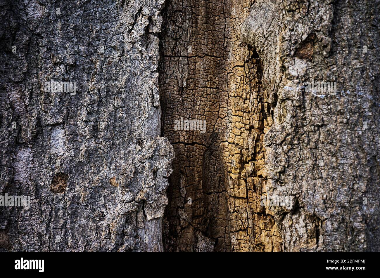 Ansicht von innen eines alten Baumstammes mit Detail Kern Stockfoto