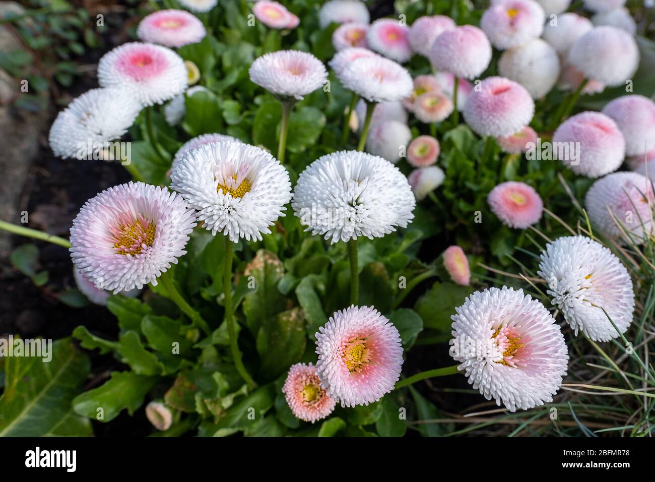 Viele Gänseblümchen, weiße und rosa Blütenblätter Stockfoto