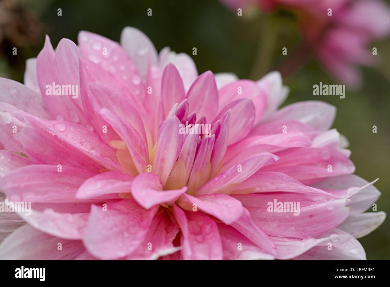 Nahaufnahme einer rosa Blütenblume namens Dalia. Stockfoto