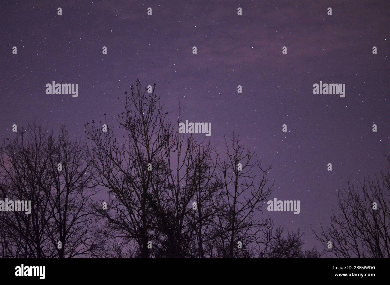 Kosmischer lila lila Nachthimmel hinter Schatten von schwarzen Bäumen Stockfoto