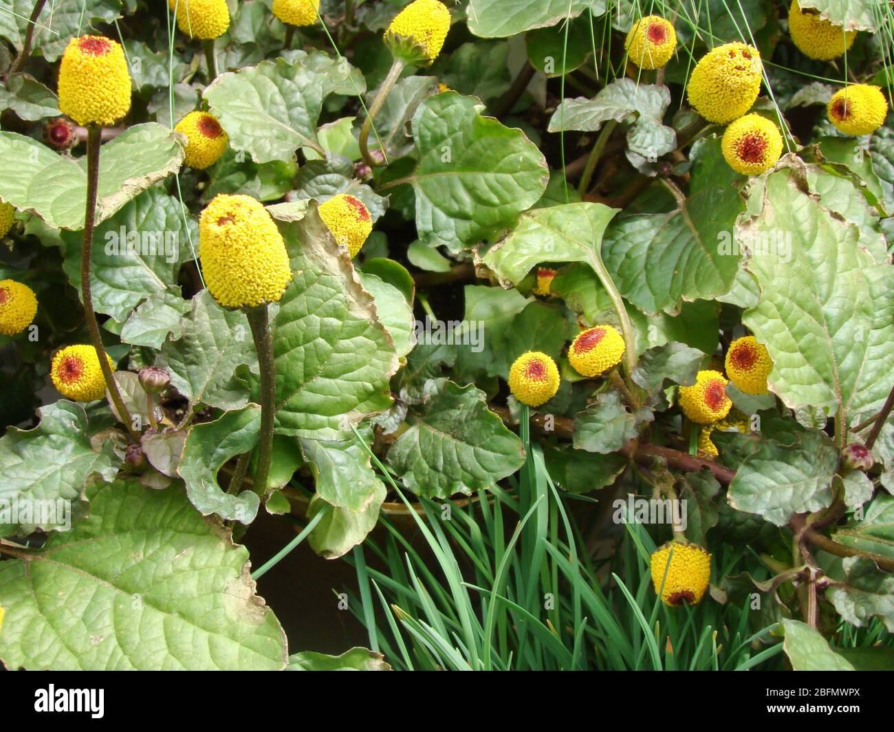 Frische blühende Parakresse Pflanze, Spilanthes oleracea, Zahnschmerzen Stockfoto