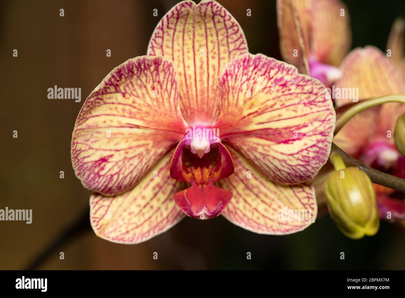 Nahaufnahme eines Makrofotos einer gelb, rot und orange gestreiften Orchidee Stockfoto