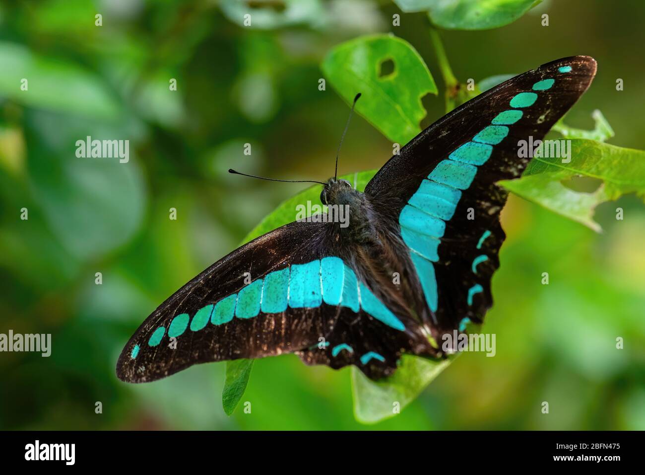 Blauer Dreiecksfalter - Graphium sardon, schöner großer schwarzer und blauer Schmetterling aus südostasiatischen Wiesen und Wäldern, Malaysia. Stockfoto
