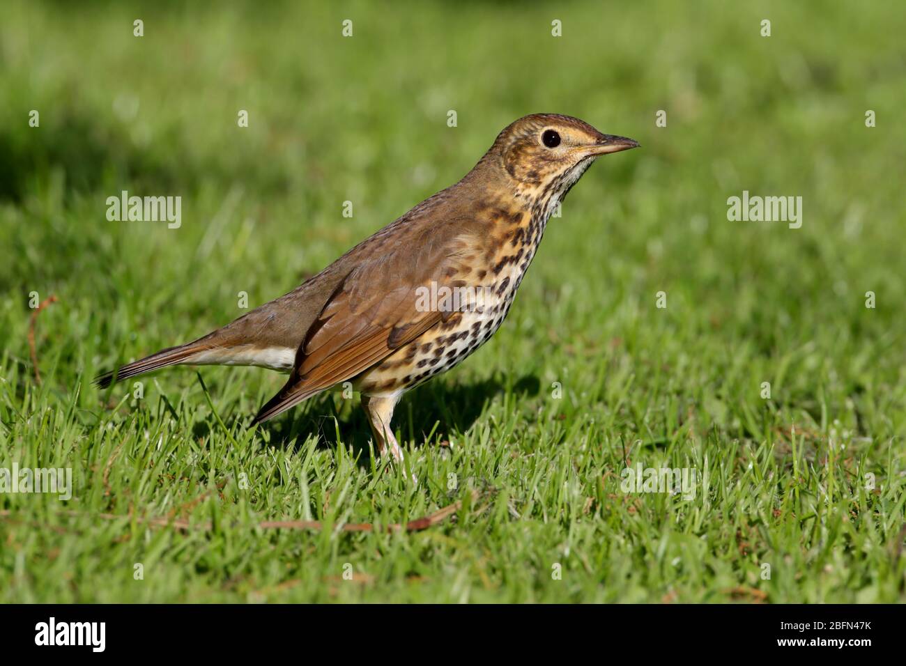 Ein erwachsener Song Thrush (Turdus philomelos), der im Herbst auf den Inseln von Scilly, Großbritannien, auf dem Boden ernährt wird Stockfoto